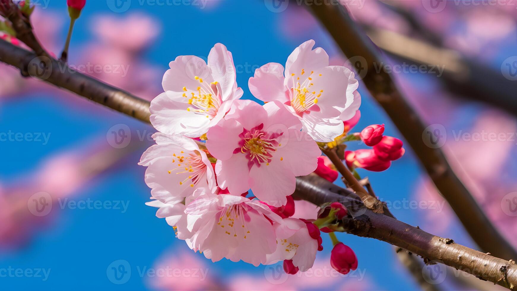 AI generated Image Cherry blossom tree macro detail with pink blue background photo
