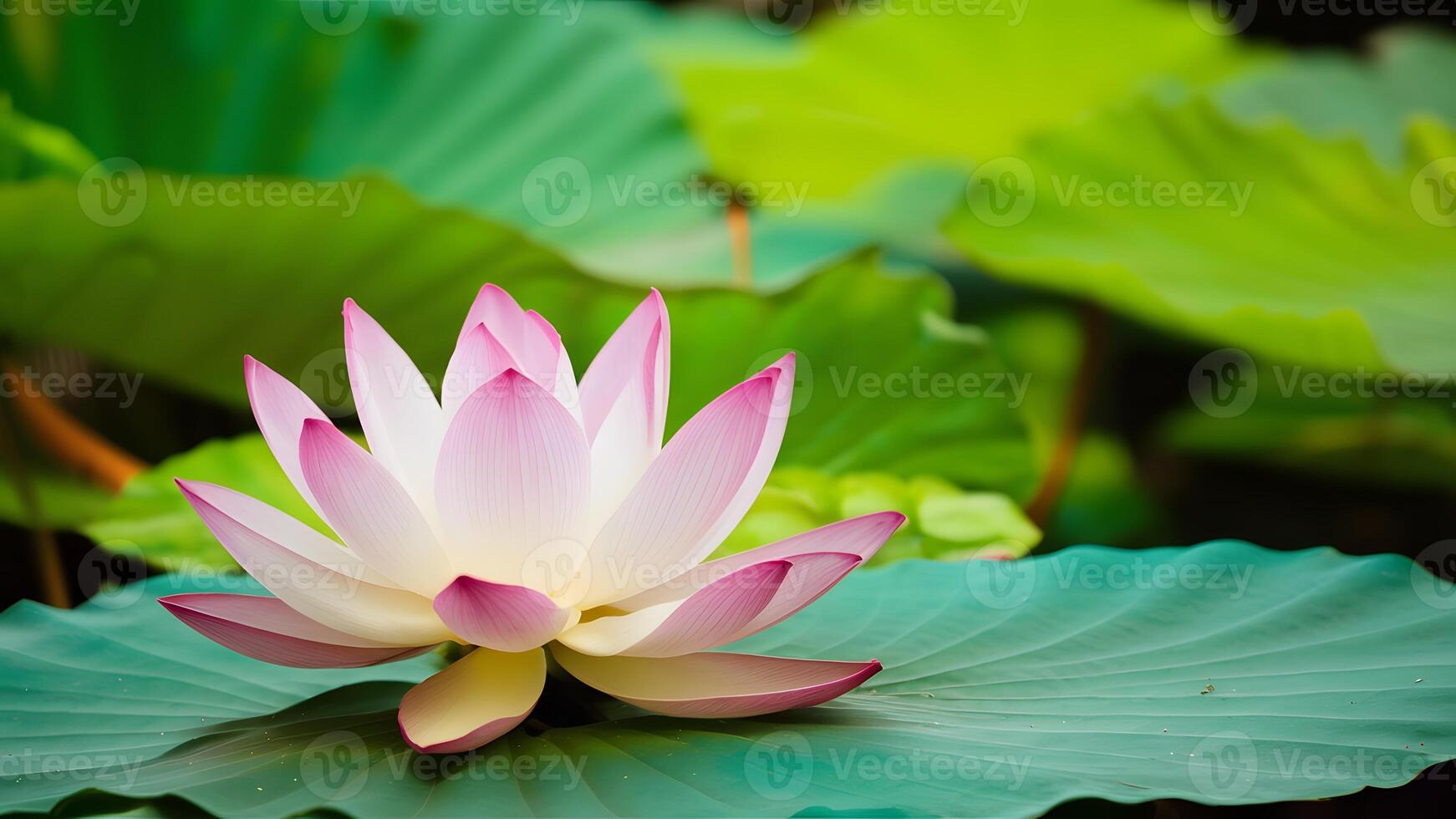 AI generated Frame Isolated lotus flower brings tranquility in yoga practice backdrop photo
