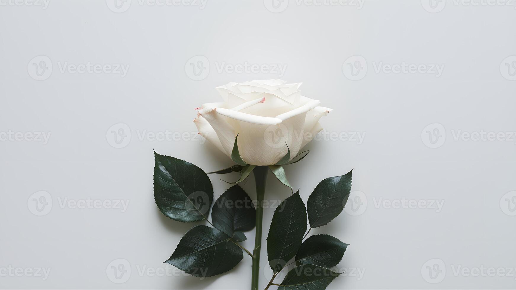 AI generated Single white rose isolated against a clean white background photo