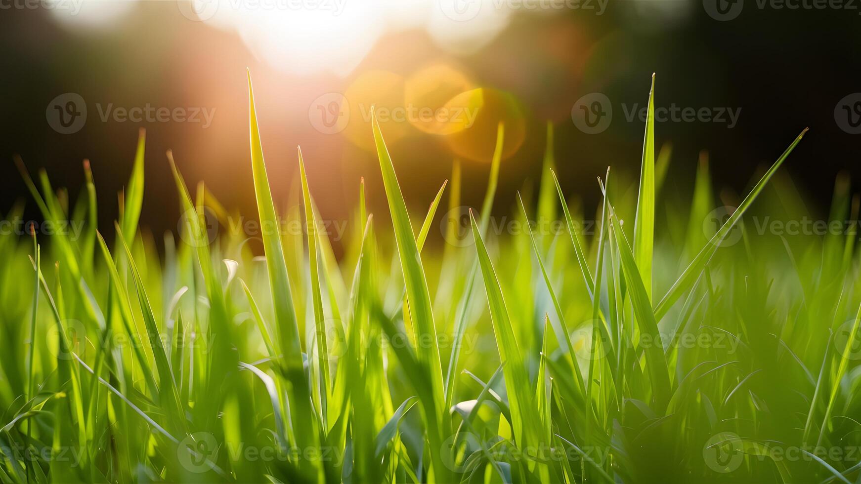 AI generated Display Close up macro of grass and sun in spring summer background photo