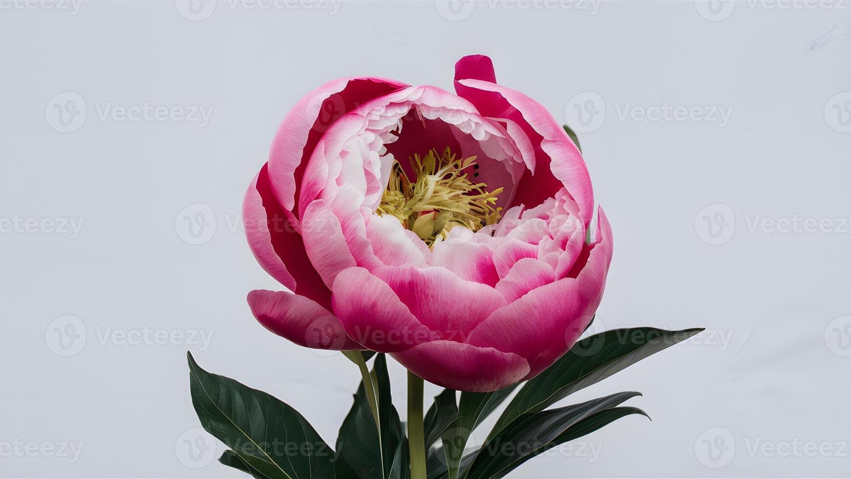 ai generado Exquisito rosado peonía flor exhibido en aislado blanco fondo foto