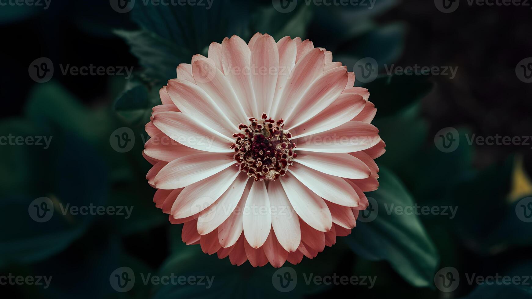 AI generated Dark background highlights close up view of beautiful glowing flower photo