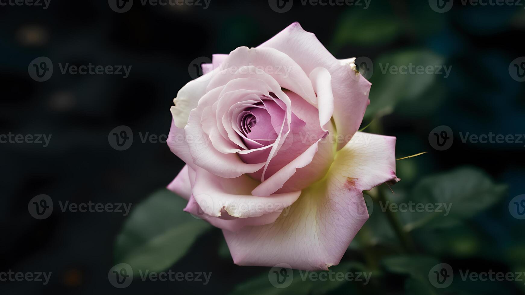 ai generado foto de stock cerca arriba de delicado soltero púrpura Rosa en contra oscuro fondo, hermosa