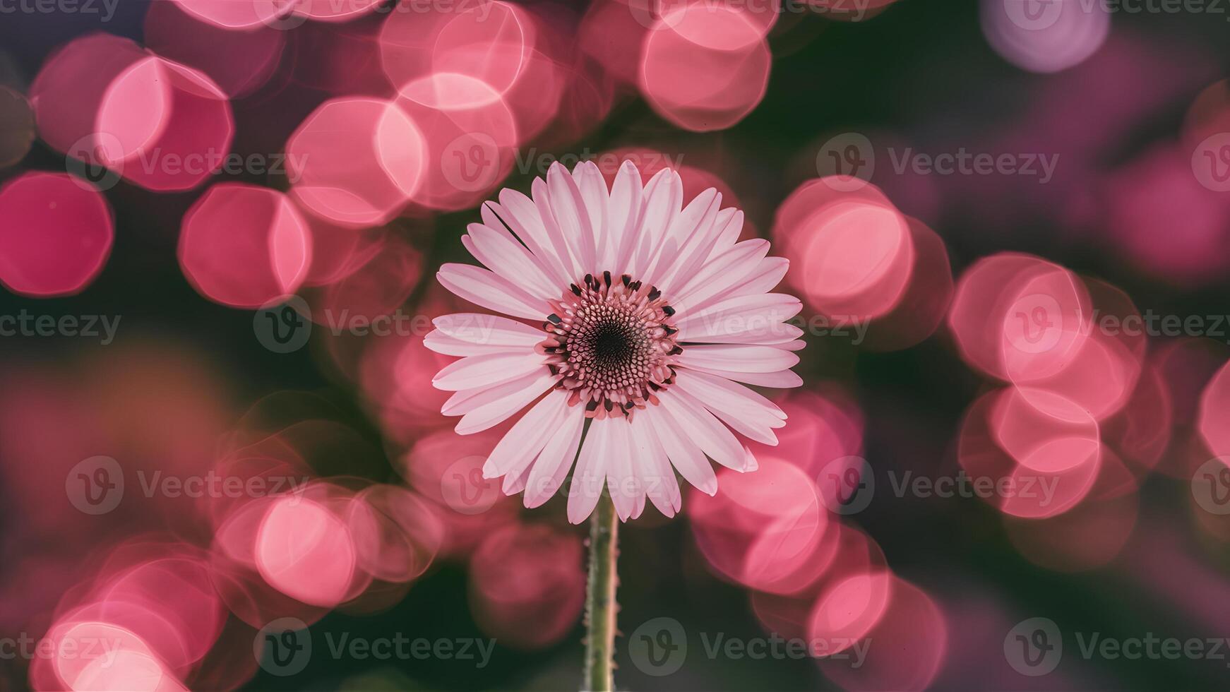 AI generated Abstract blur background features beautiful pink bokeh effect photo