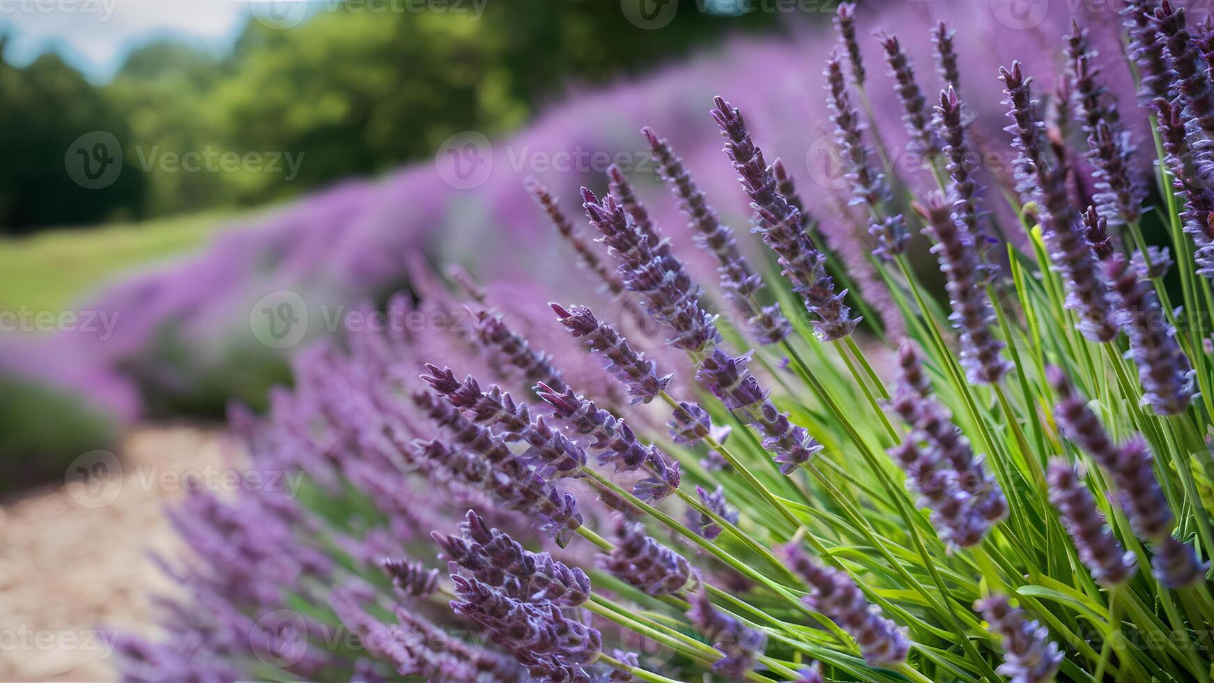 AI generated Fine lavender flowers blooming against blurred nature background, panoramic banner photo