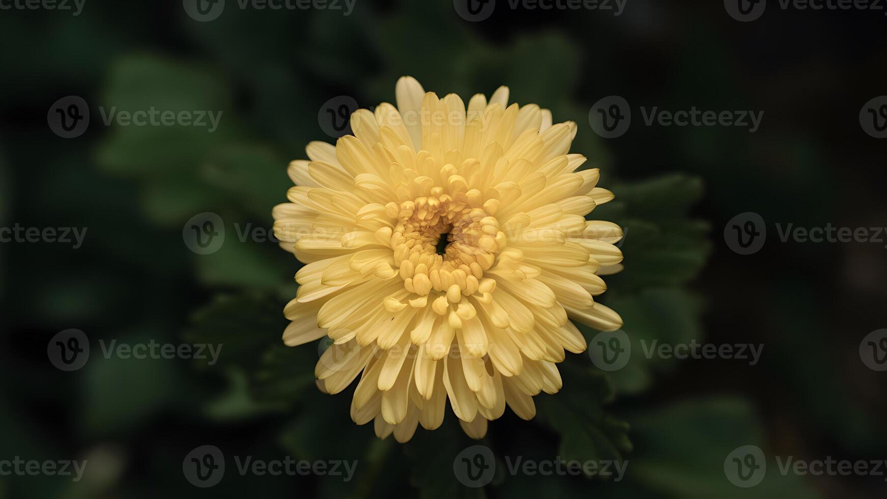 AI generated Vibrant yellow chrysanthemum flower stands out against isolated backdrop photo