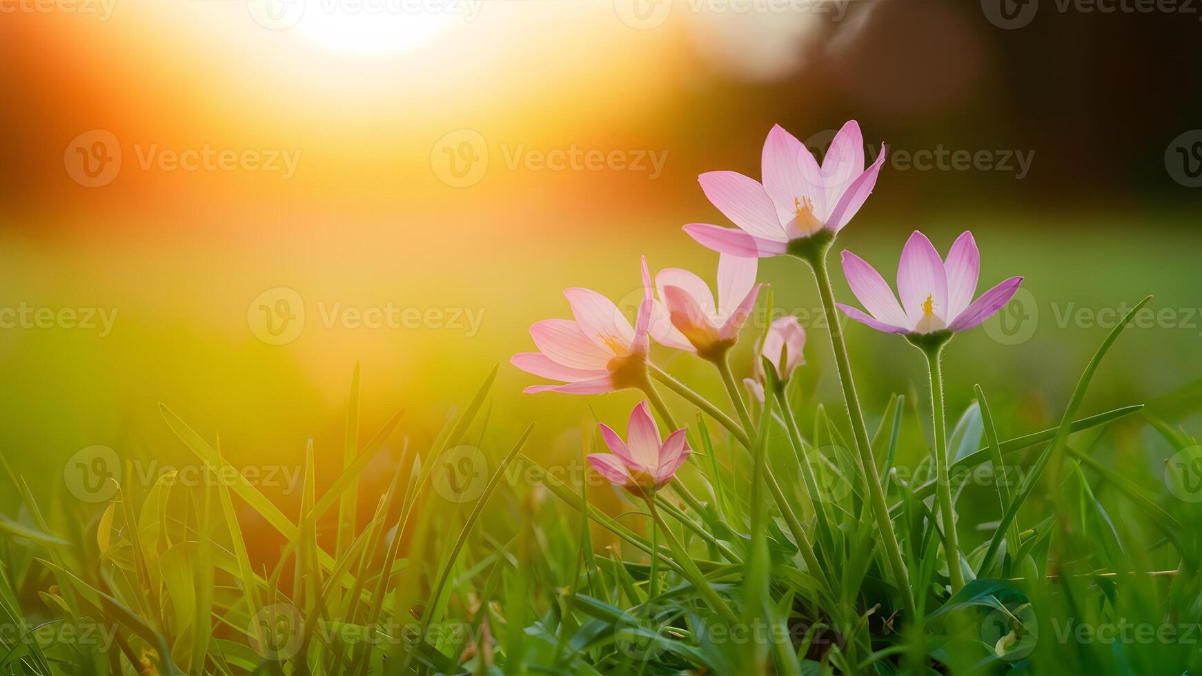 AI generated Tranquil nature background with closeup of summer flowers at sunset photo