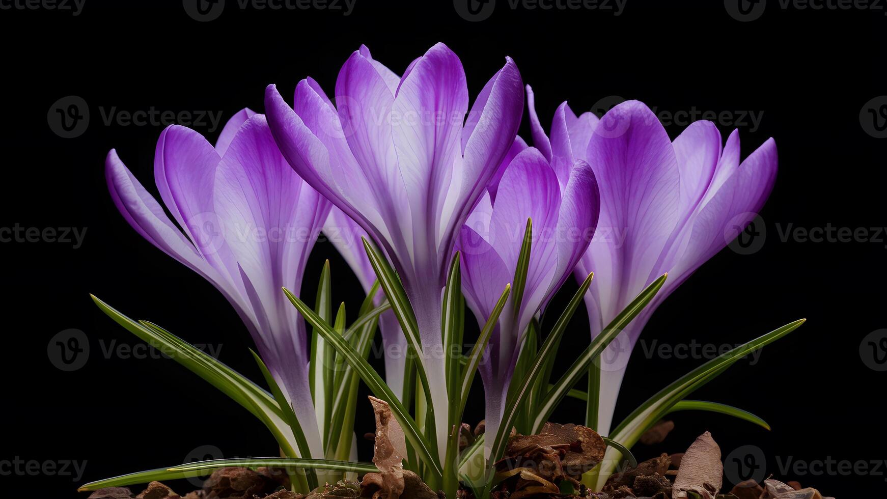 AI generated Isolated image of violet crocus spring flower on black background photo