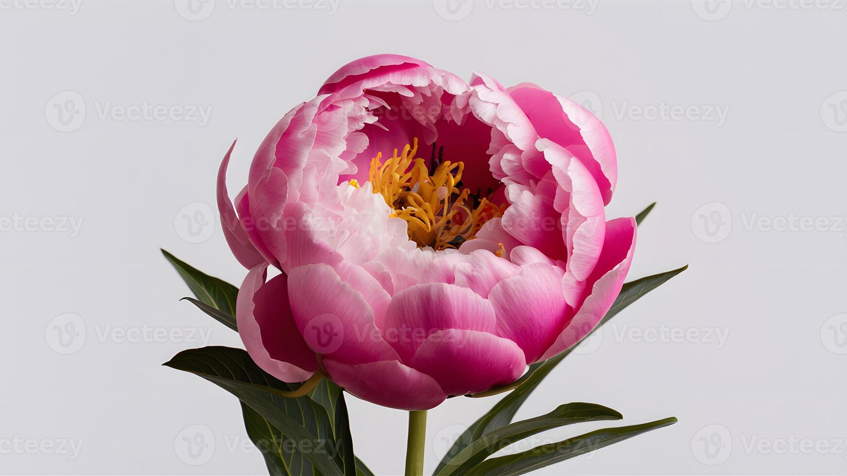 AI generated Exquisite pink peony flower showcased in isolated white backdrop photo