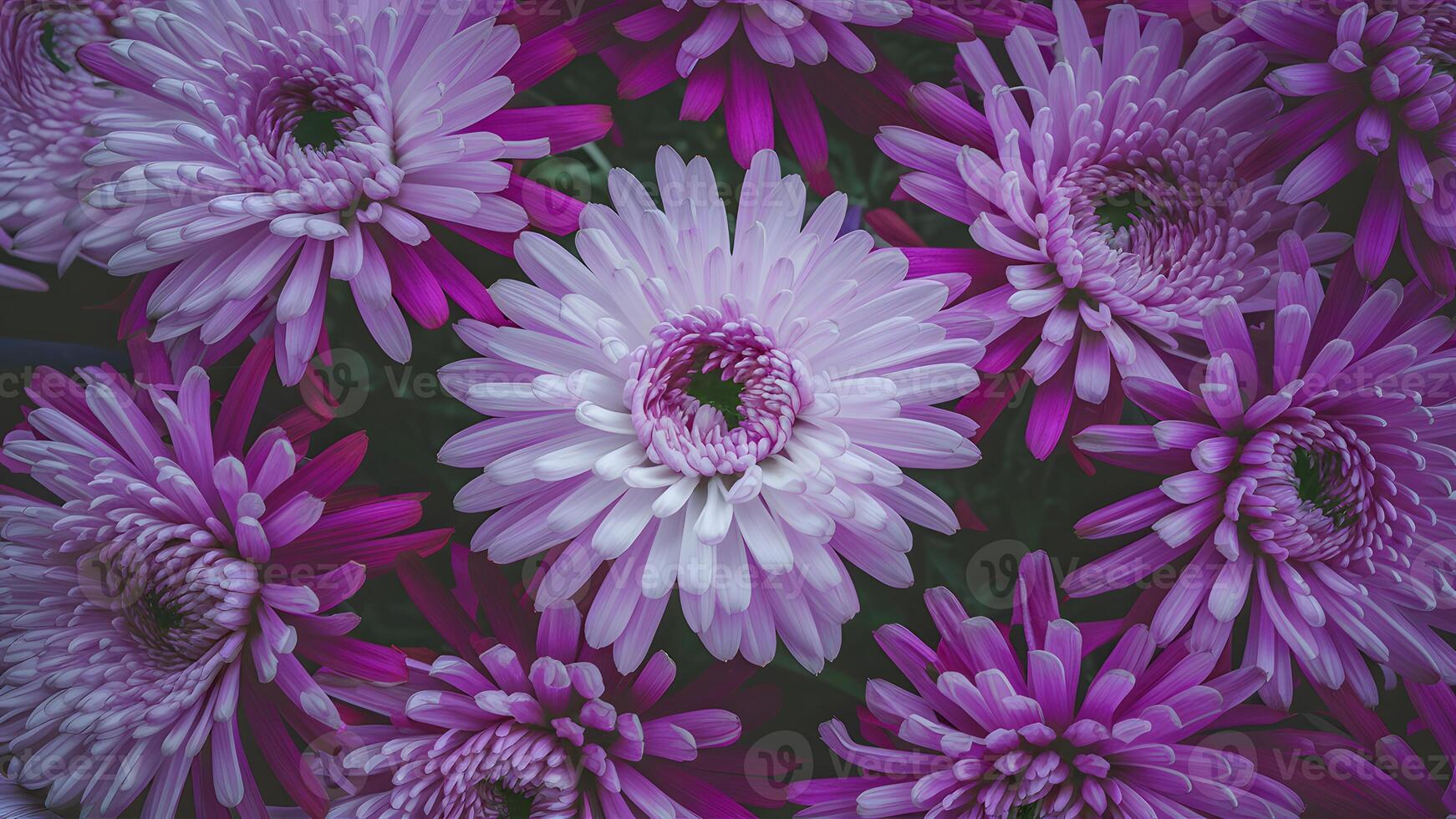 AI generated Soft pink and purple chrysanthemum flowers create nature abstract photo