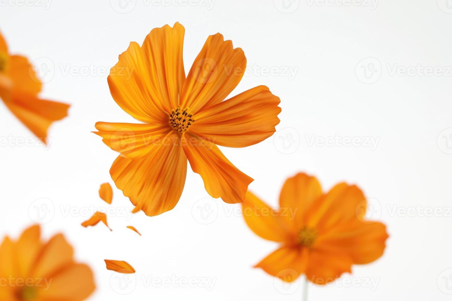 AI generated Floating orange cosmos flower isolated on white background photo