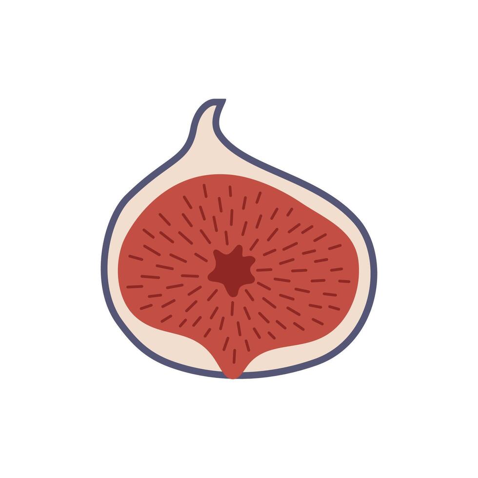 Figs in cut in flat style for teaching toddlers and preschoolers. vector