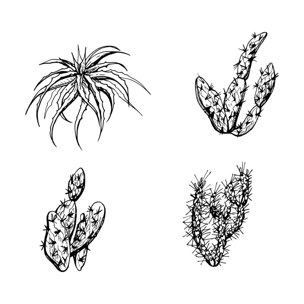 Hand drawn ink vector illustration, nature tropical exotic desert plant succulent cactus aloe agave leaves. Set of objects isolated on white background. Design travel, vacation, brochure, print