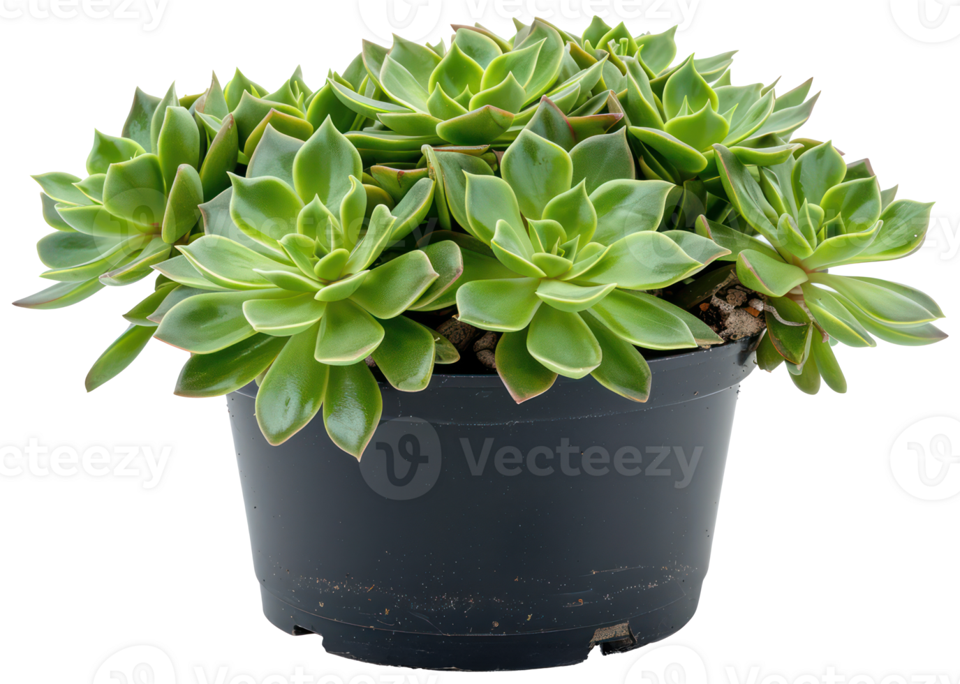 ai généré vert succulent plante dans terra cotta pot png