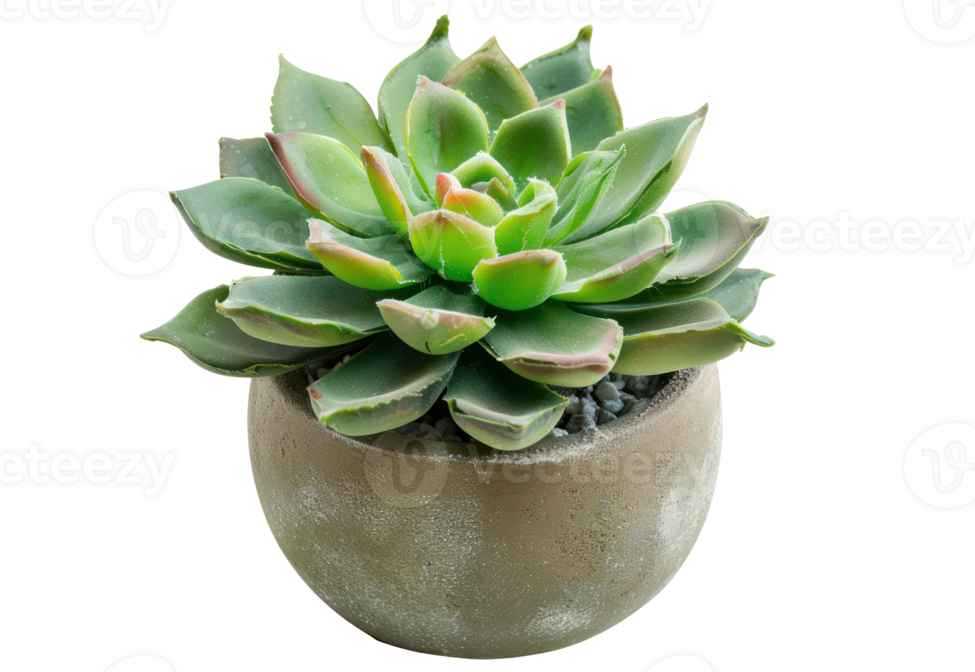 AI generated Green succulent plant in terra cotta pot png