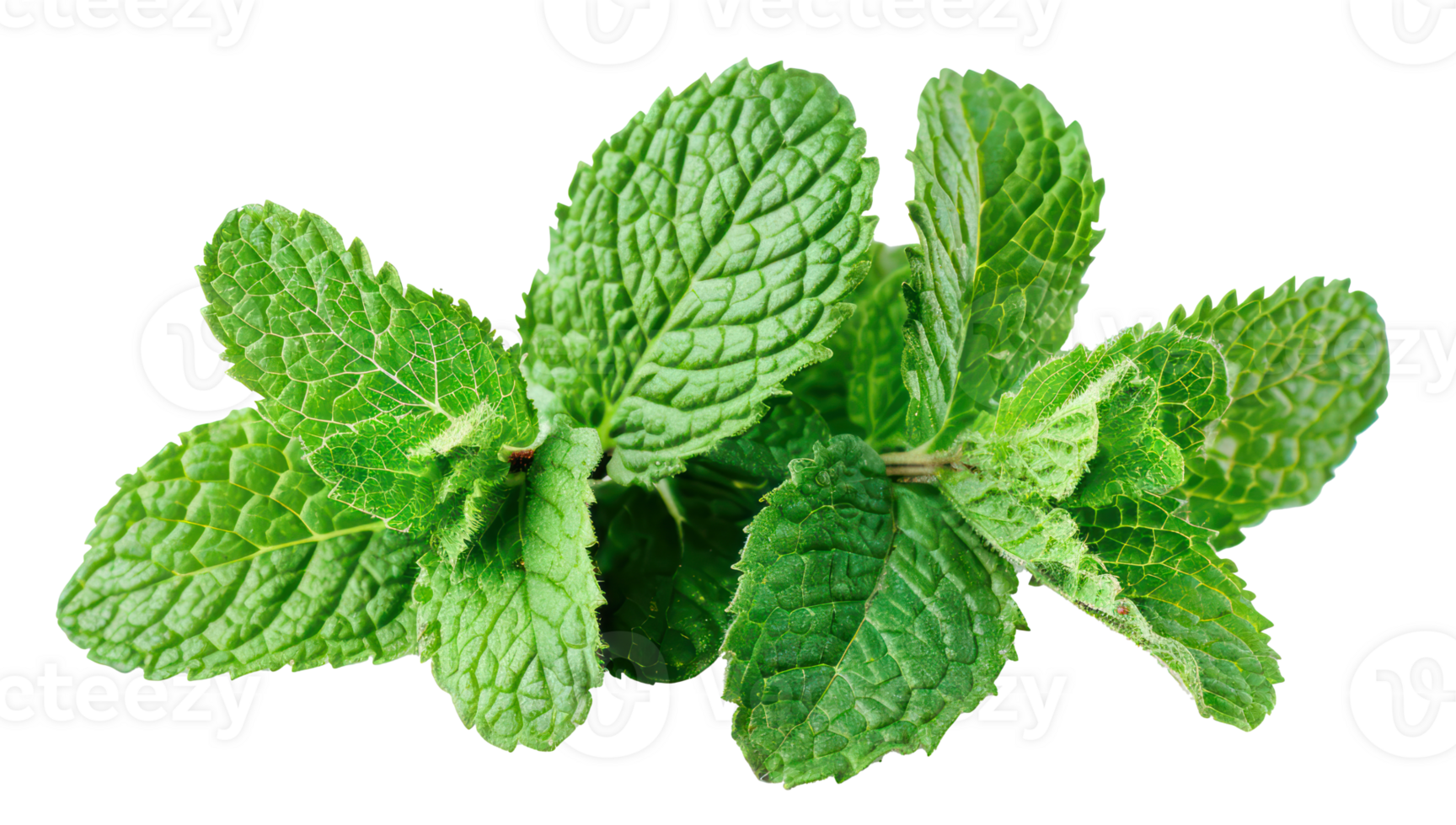 AI generated Fresh green mint leaves on transparent background - stock png. png