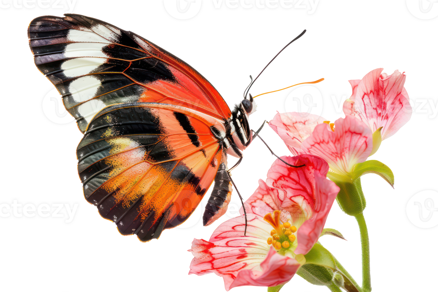 AI generated Vibrant butterfly perched on a pink hibiscus flower png