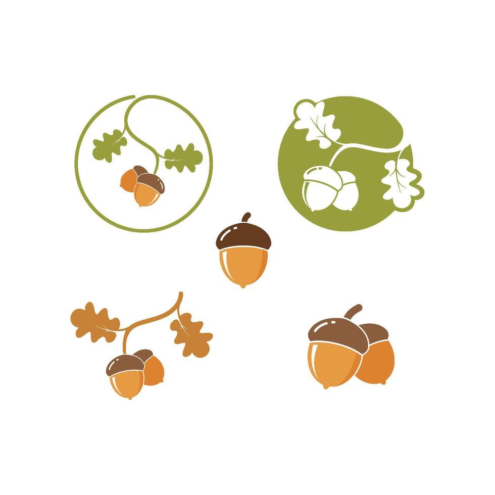 oak acorn vector illustration design