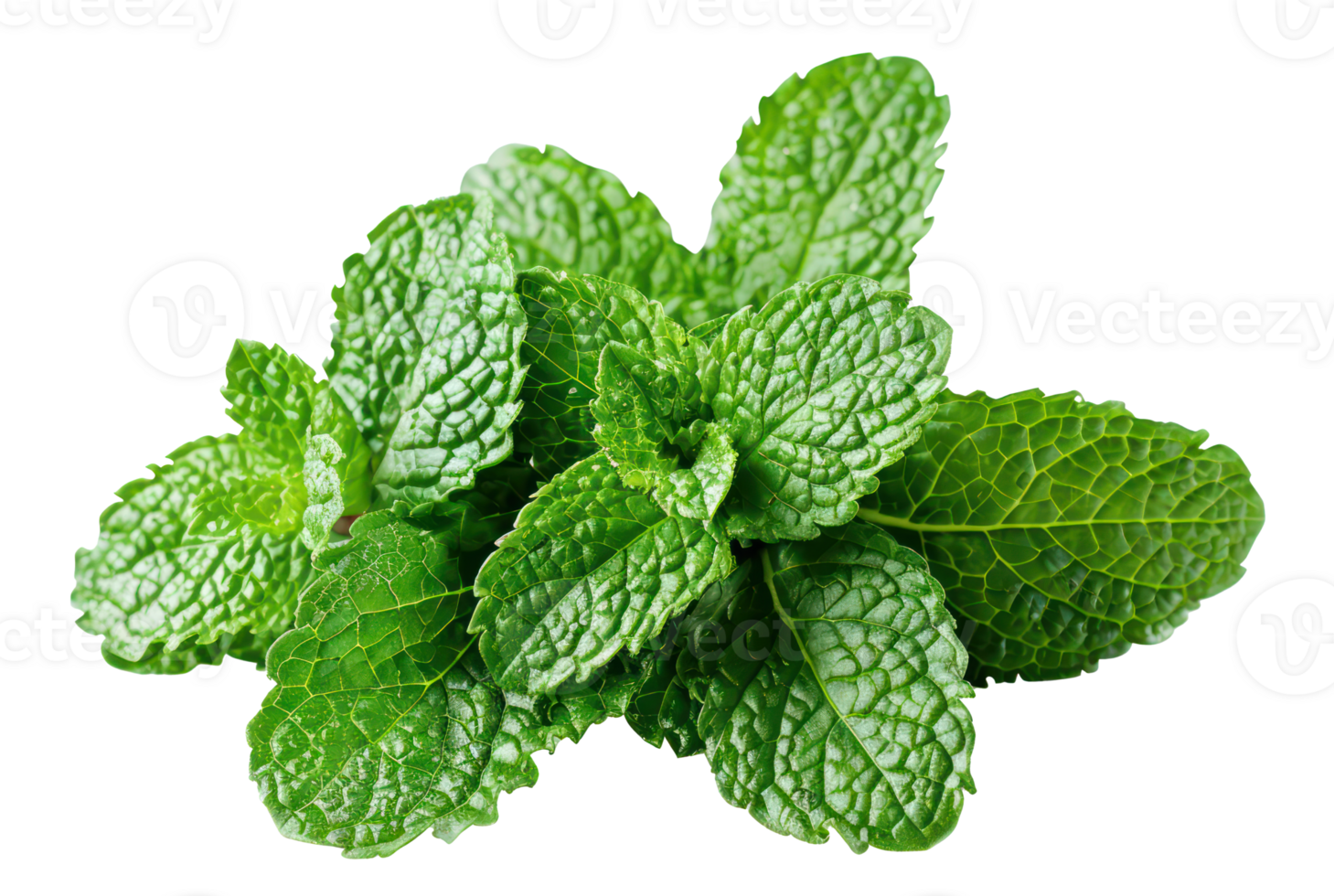 AI generated Fresh green mint leaves on transparent background - stock png. png