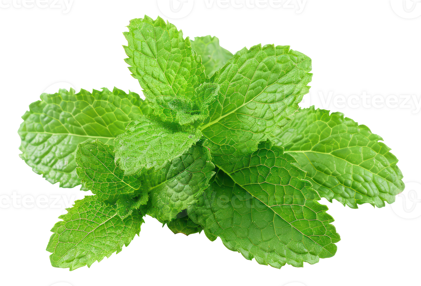 AI generated Fresh green mint leaves on transparent background - stock png. png