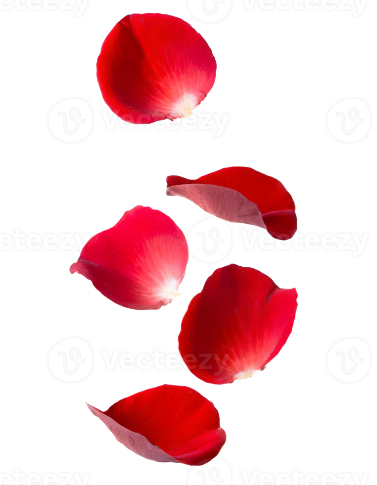 AI generated Red rose petals falling gracefully against a transparent background png