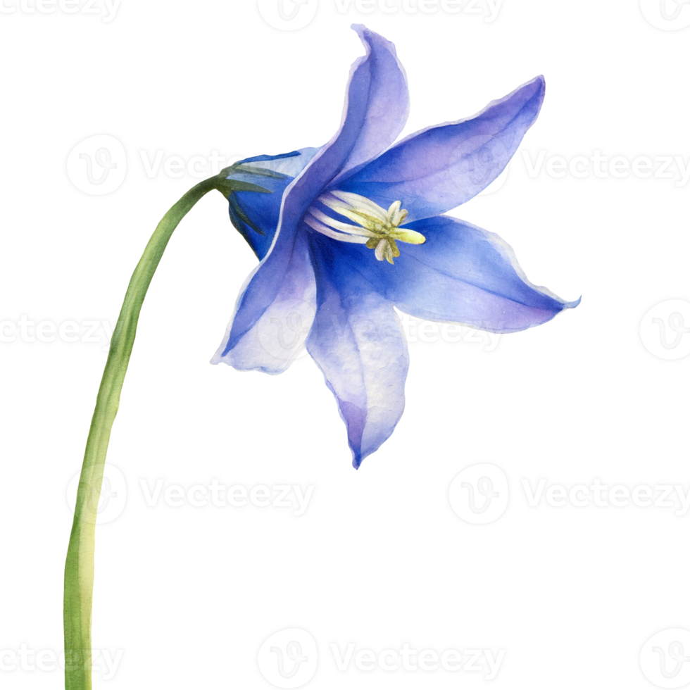 AI generated Watercolor of the bluebell flower on transparent background, capturing its ethereal beauty and grace png