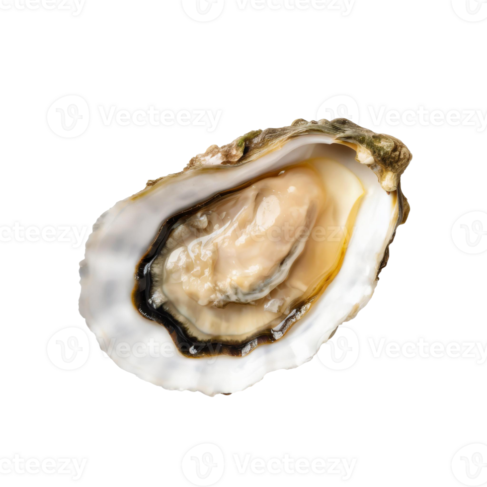 AI generated Fresh oysters offer a distinct briny flavor and are a versatile delicacy, enjoyed raw, cooked, or on the half-shell png