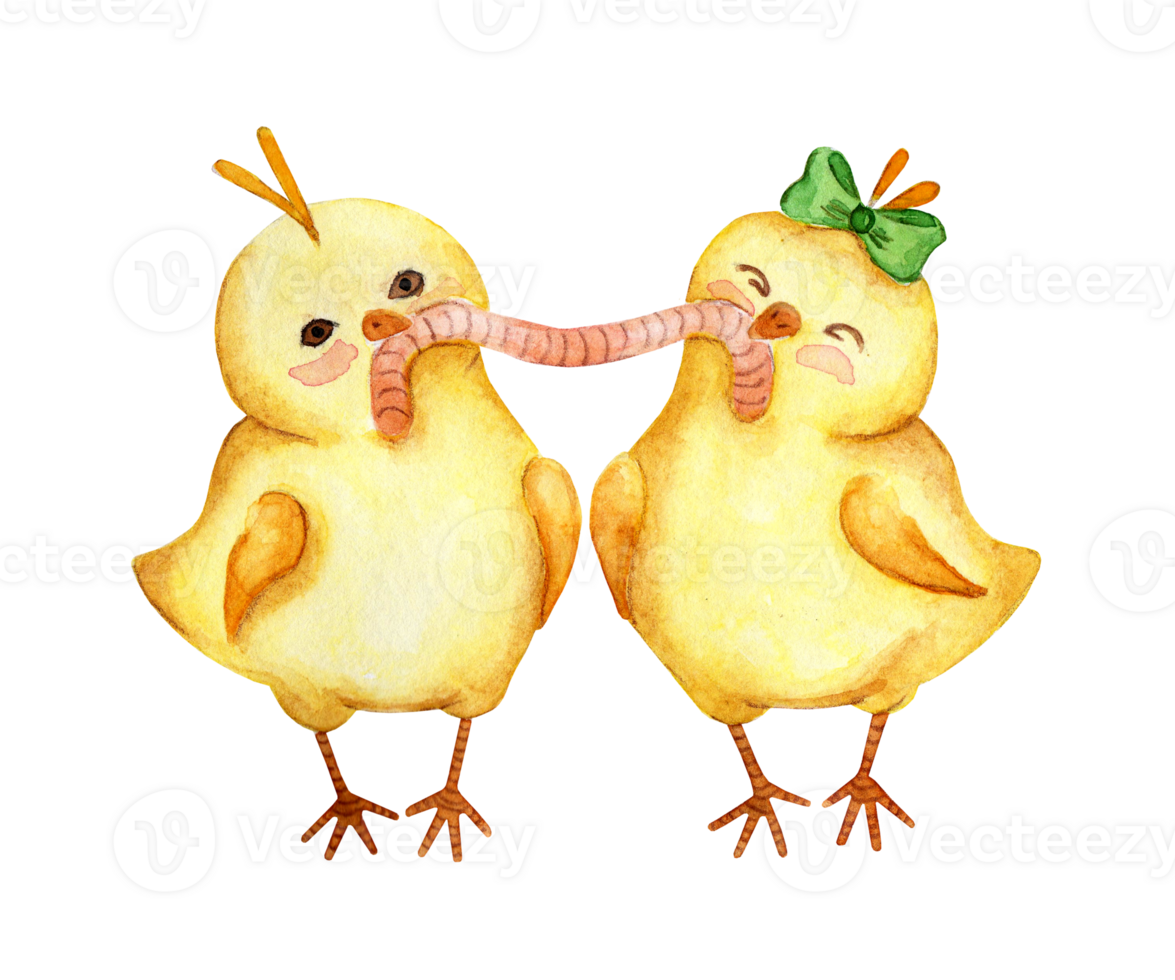 Watercolor illustration of two small yellow chickens eating one worm together. Couple of chicks boy and girl. Easter, religion, tradition. Isolated. Drawn by hand. png