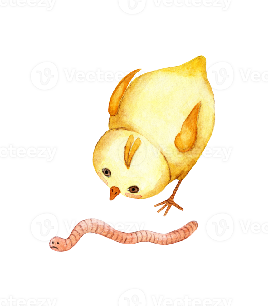 Watercolor illustration of a cute little yellow chicken looking at a worm and wants to eat it. Drawing for children chicken eats a worm. Isolated. Drawn by hand. png