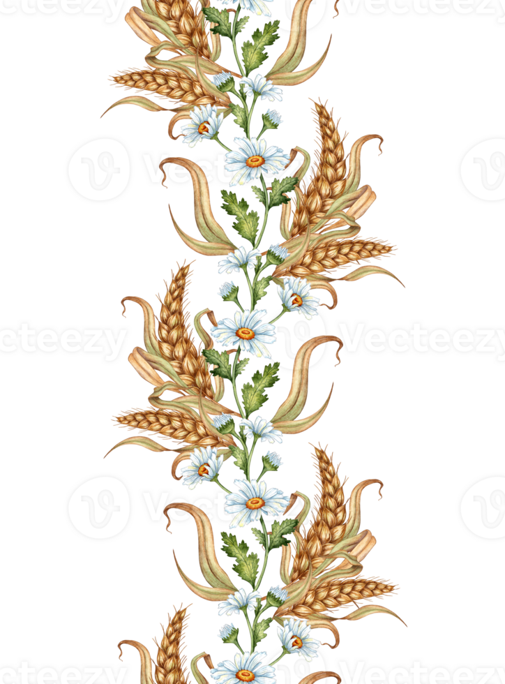 Watercolor illustration of a vertical pattern of daisies and ears of wheat isolated. Handmade flowers for wedding anniversary, birthday, invitations, cards, banners. png