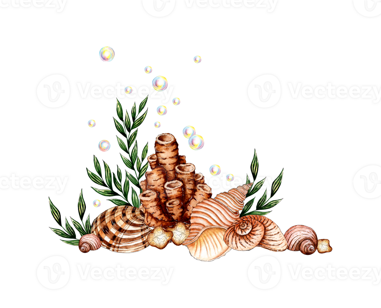 Watercolor illustration of the underwater world with algae, beige corals, shells and bubbles. Sea animals isolated. Compositions for posters, cards, banners, flyers, covers, png
