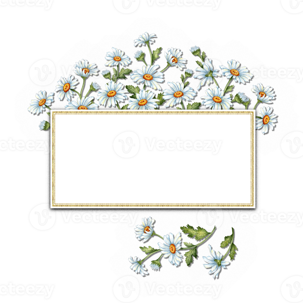 Watercolor illustration of a bouquet of white daisies with rectangular space for text. Harvest Festival. Compositions of meadow flowers for weddings, posters, cards, banners, flyers, png