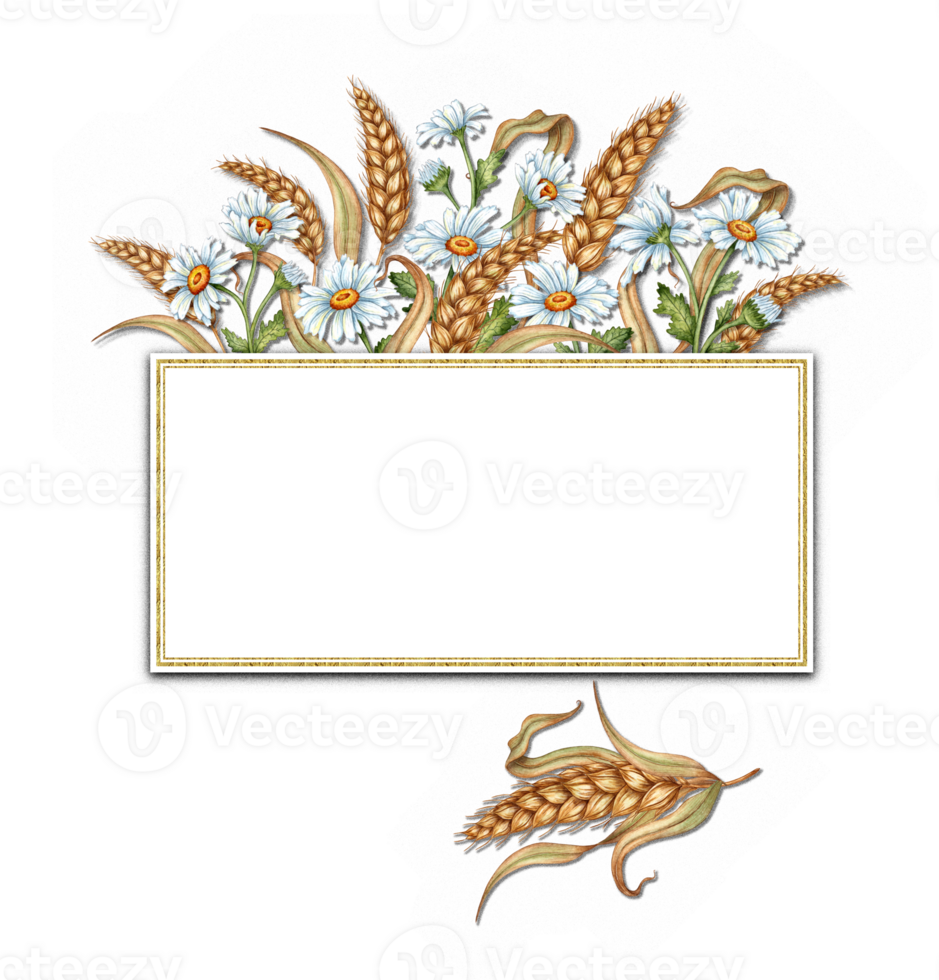 Watercolor illustration of a bouquet of white daisies and golden ears of wheat with rectangular space for text. Harvest Festival. Compositions of meadow flowers for weddings, posters, cards, banners, png