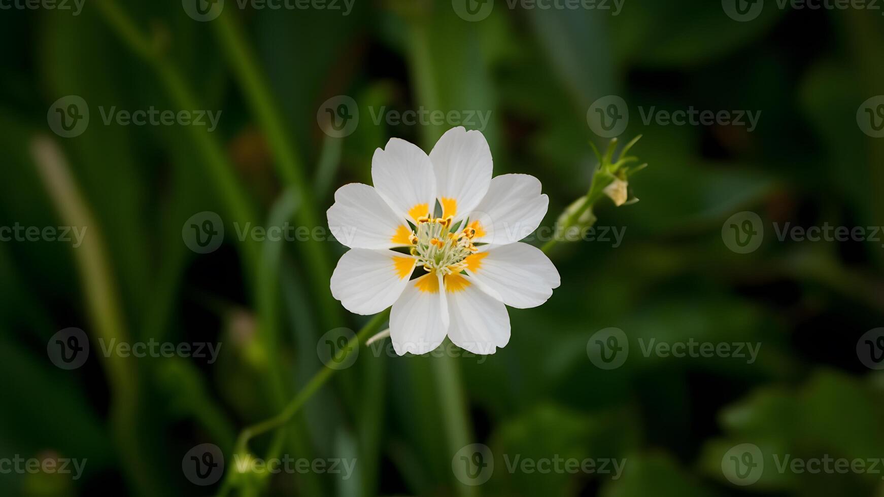 AI generated Subject Freshness of spring captured by isolated white wild carrot flower photo