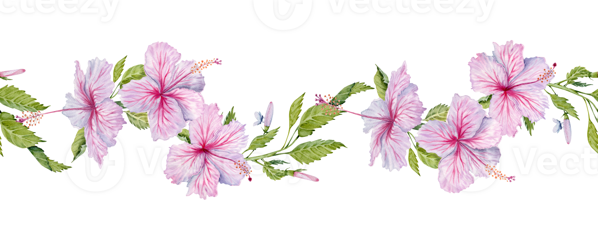 Watercolor pink hibiscus flowers with green leaves endless seamless border. Floral pattern on transparent background. Hibiscus tea, syrup, cosmetics, beauty, fashion prints, designs, cards, frames png