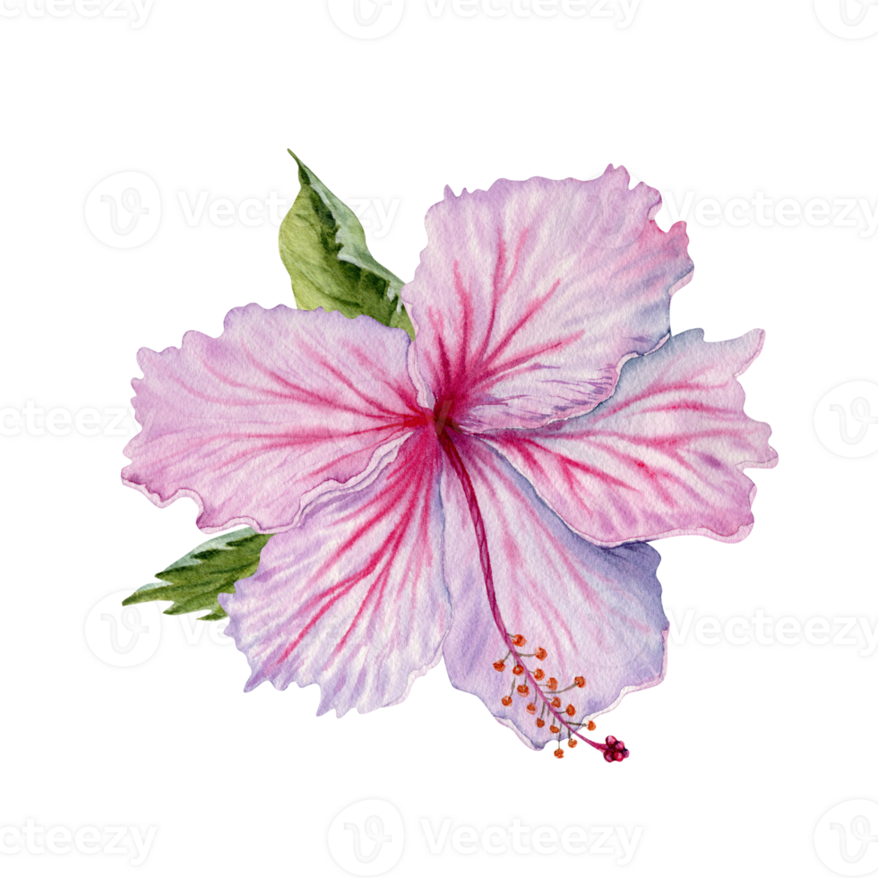 acuarela rosado hibisco flor con verde hojas. mano pintado en transparente antecedentes. realista delicado floral elemento. hibisco té, jarabe, productos cosméticos, belleza, Moda huellas dactilares, diseños, tarjetas png