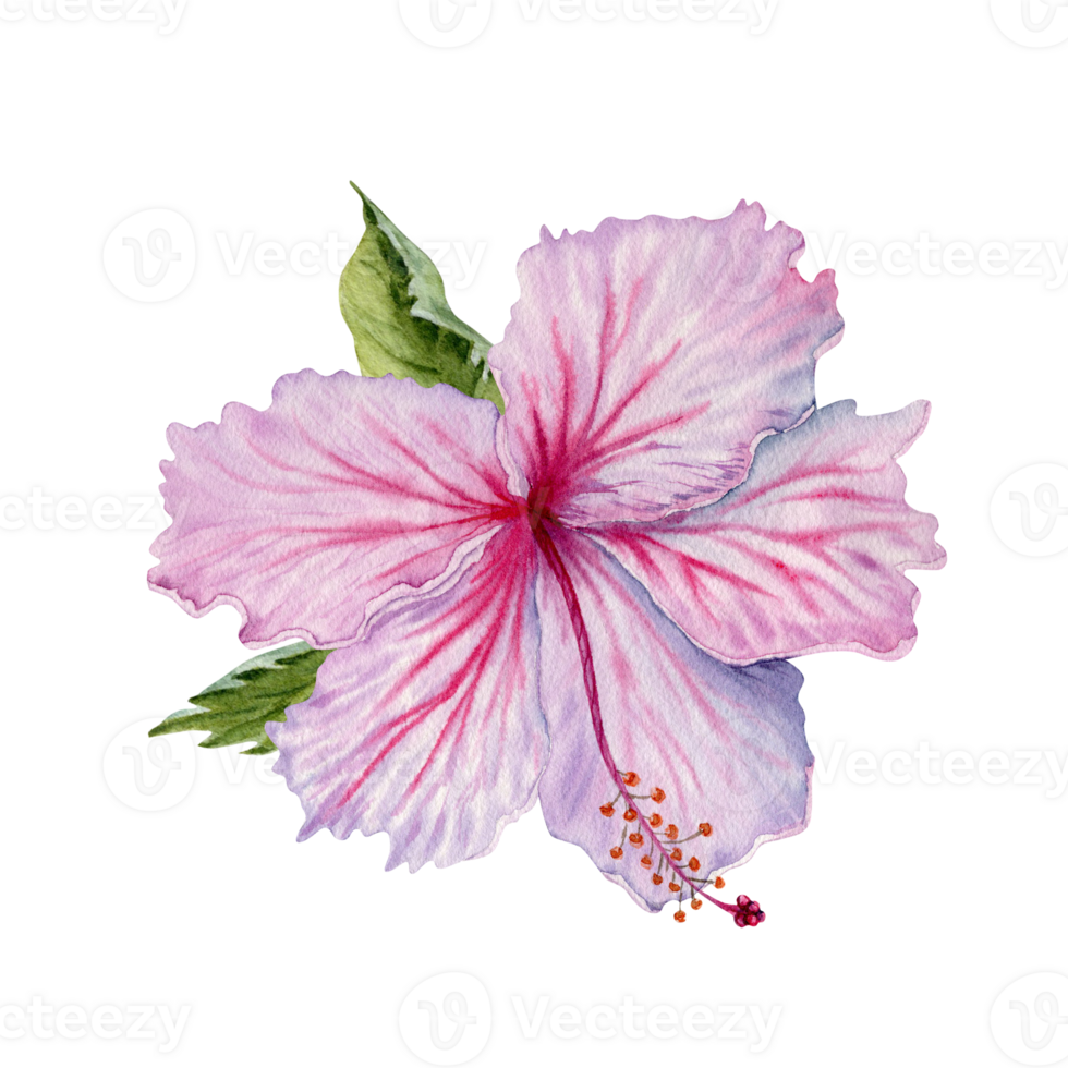 Watercolor pink hibiscus flower with green leaves. Hand painted on transparent background. Realistic delicate floral element. Hibiscus tea, syrup, cosmetics, beauty, fashion prints, designs, cards png