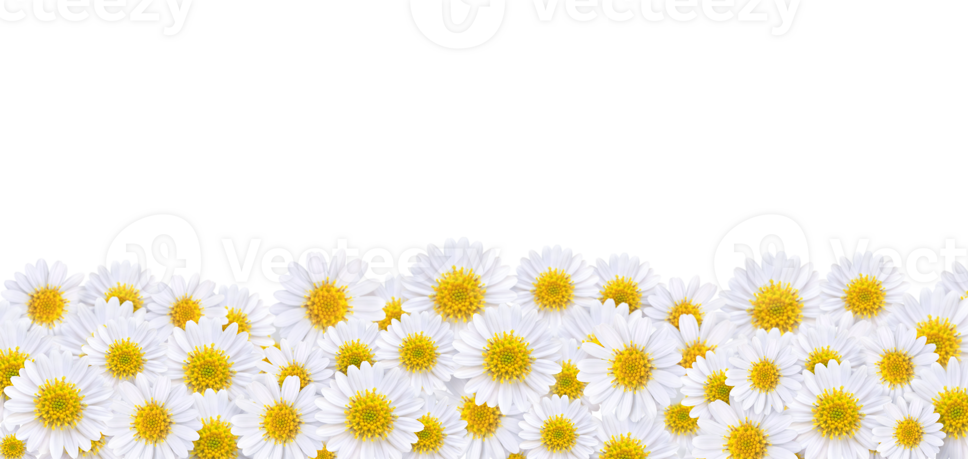 Many beautiful daisies For making background images PNG transparent