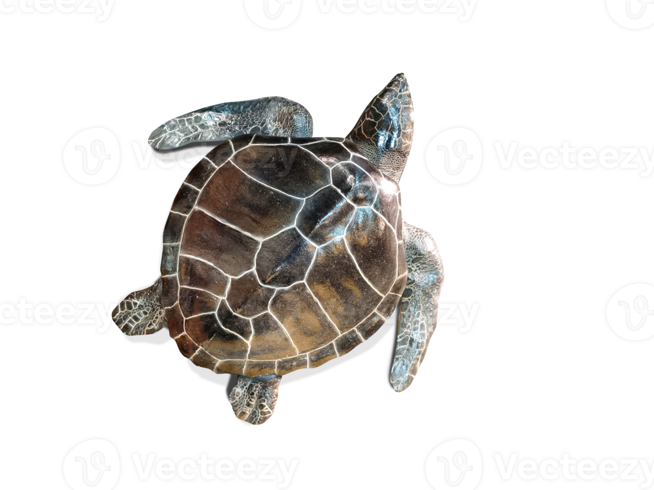 Sea turtle Top view. PNG transparent