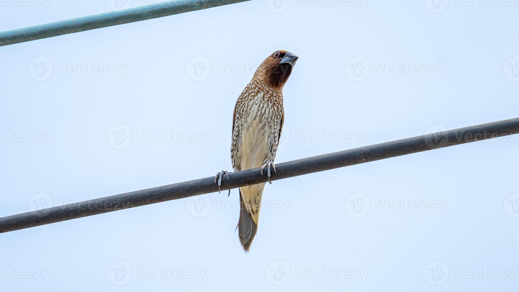 scaly-breasted munia, spotted munia perched on wire photo