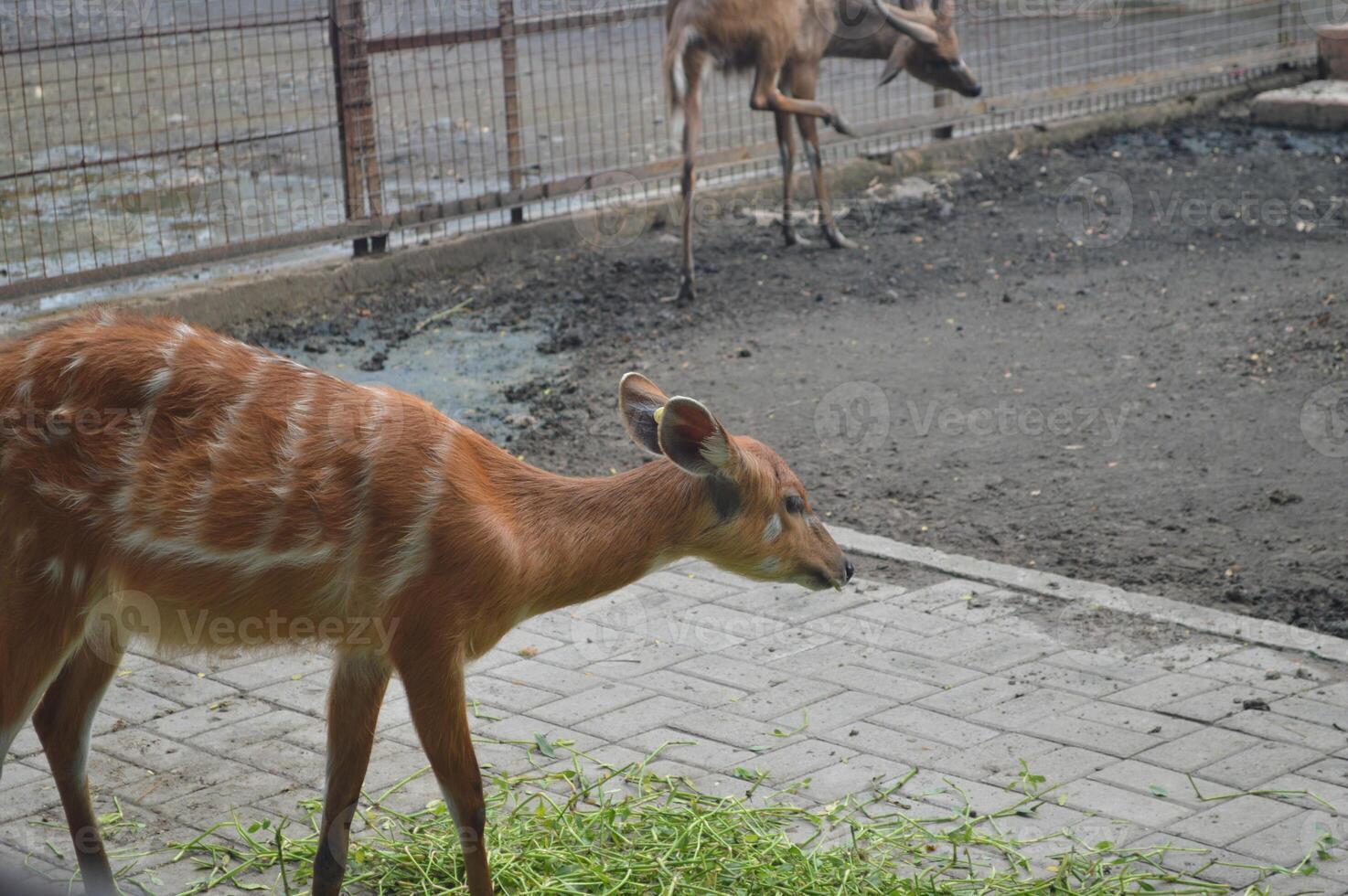 Sunlit feeding deer, cervus elaphus, deer with new growing antlers facing the camera in nature preserve. Herbivore warning from side view with copy space. Lying animal with brown fur in a hay field. photo