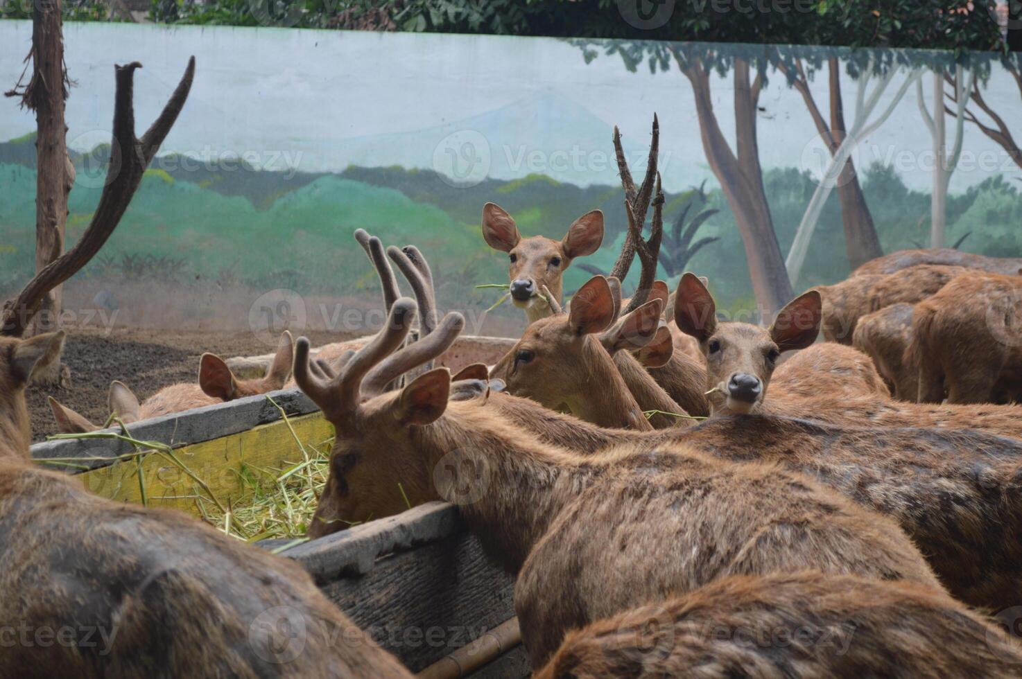 Sunlit feeding deer, cervus elaphus, deer with new growing antlers facing the camera in nature preserve. Herbivore warning from side view with copy space. Lying animal with brown fur in a hay field. photo