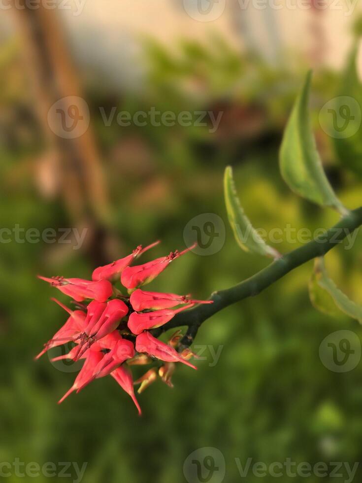 Close up Shot of a Bird Plant Growing in Wild, Natural daylight, Red Leaf Fresh Flora Plant. A bush with flowers. photo