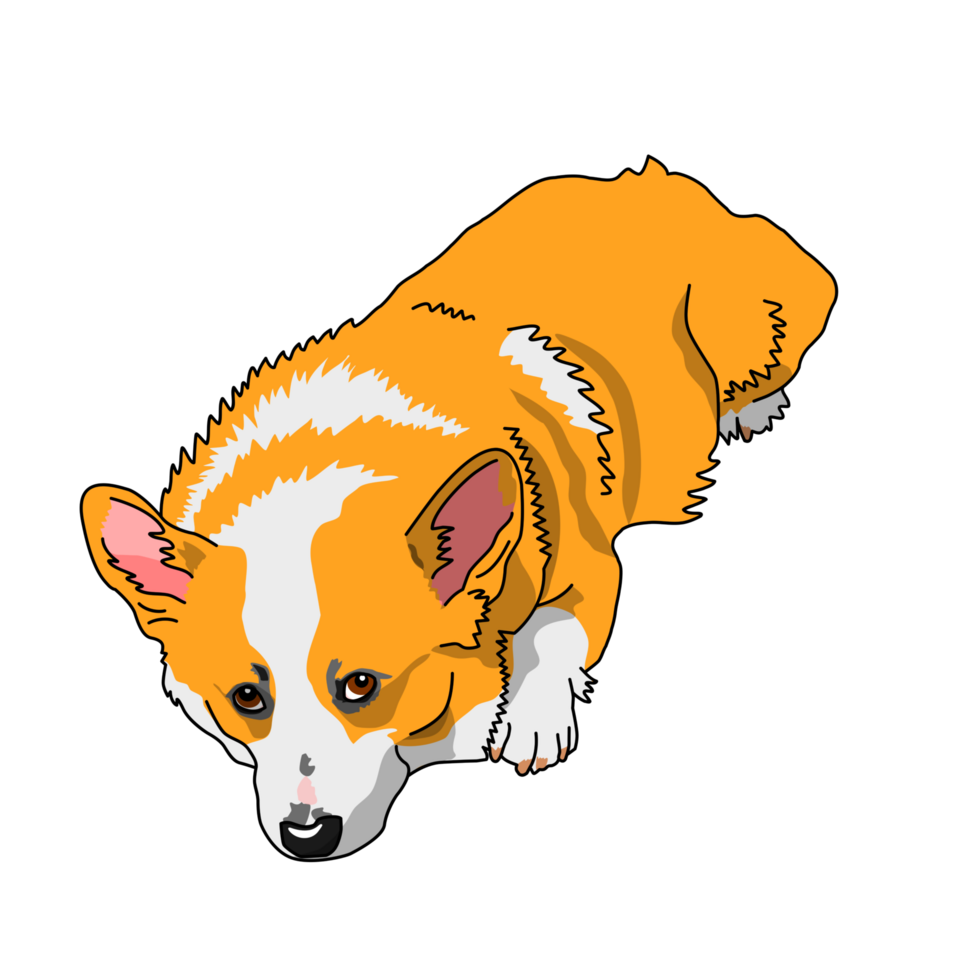 cute corgi dog png