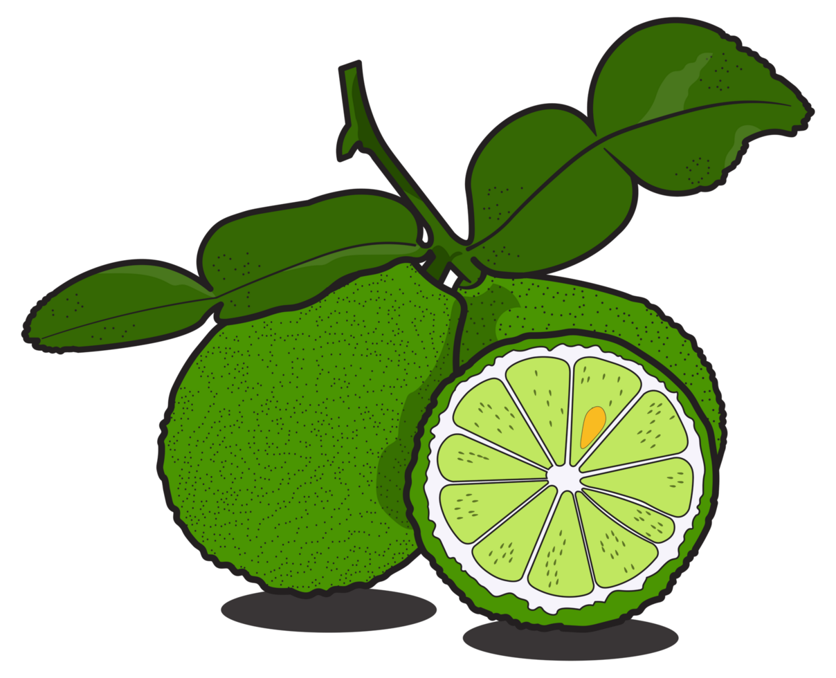 kaffir lime with leave png