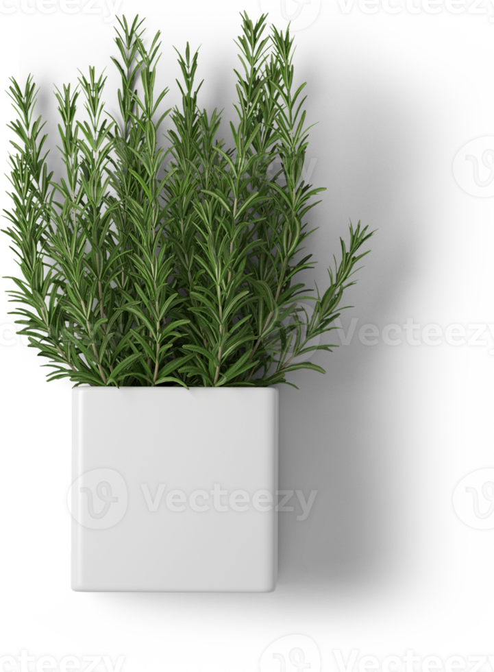 Creative layout with fresh potted thyme isolated on plain background. png