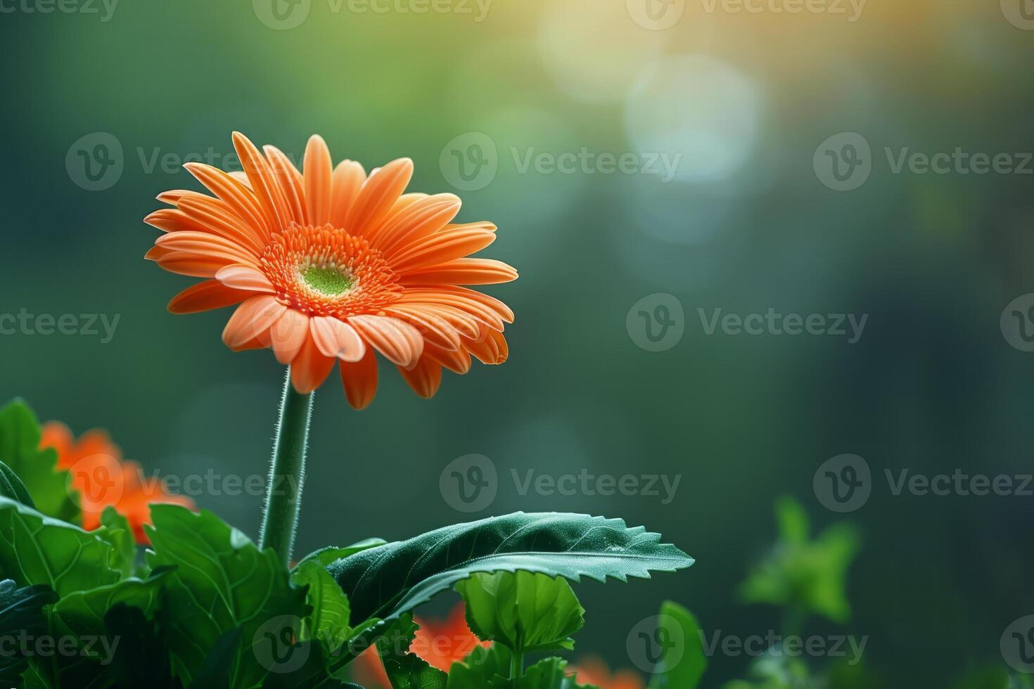AI generated Serene orange gerbera daisy in bloom photo