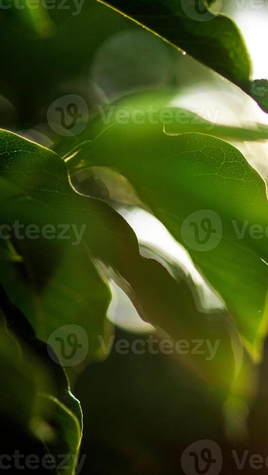 green background simple leaves texture - 86 photo