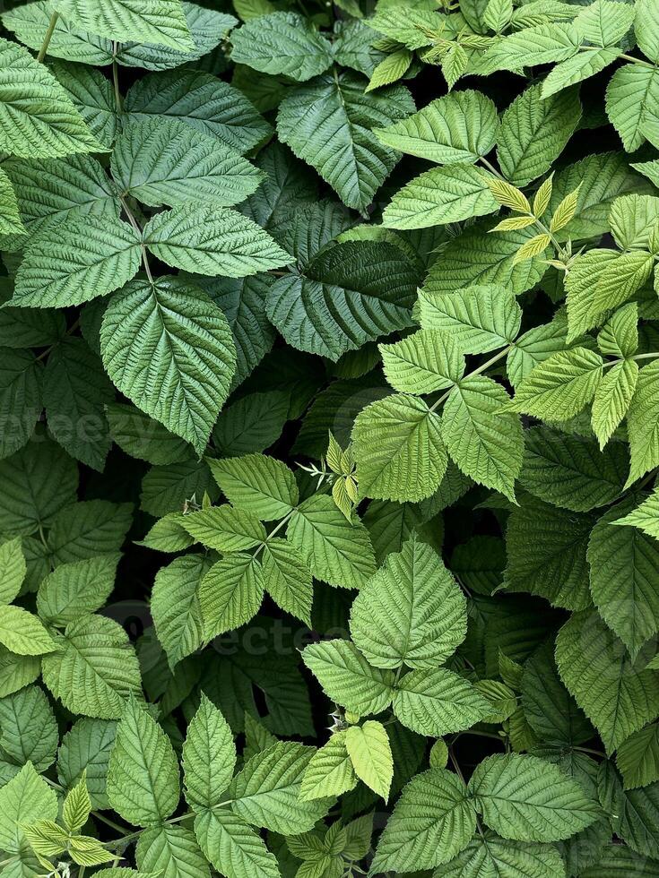 Natural leaves of raspberry bush, green gradient color background. Fresh green nature pattern. Minimal botany texture. photo