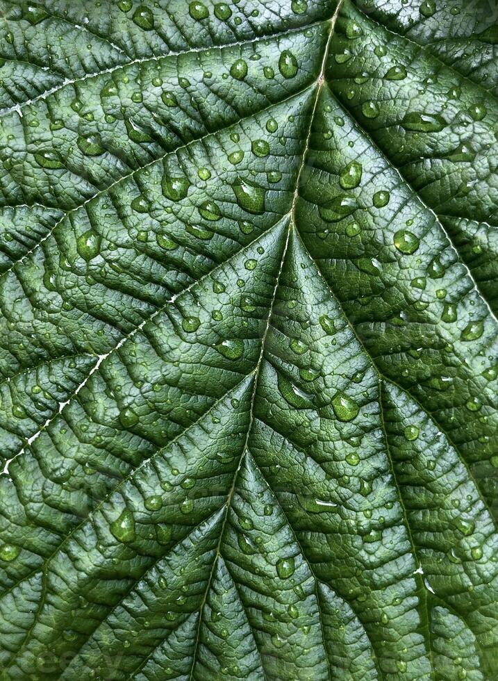 Macro shot of beautiful large deep green leaf texture with water drops. Spring natural pattern background. photo